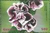 Colnect-3609-733-Pelargonium-domesticum.jpg