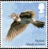 Colnect-4271-521-Skylark-Alauda-arvensis-.jpg