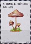 Colnect-4468-843-Marasmius-oreades.jpg