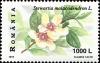 Colnect-4582-954-Stewartia-malacodendron.jpg