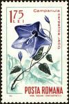 Colnect-5051-148-Carpathian-Harebell-Campanula-carpatica.jpg