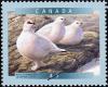 Colnect-570-142-Rock-Ptarmigan-Lagopus-mutus.jpg