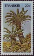 Colnect-1712-324-Encephalartos-friderci-guilielmi.jpg