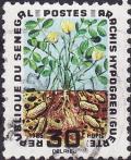 Colnect-1975-618-Arachis-hypogaea.jpg