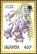 Colnect-4282-033-Jacaranda-mimosifolia.jpg