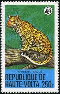 Colnect-5112-927-Leopard-Panthera-pardus.jpg