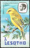 Colnect-745-210-Yellow-Canary-Serinus-flaviventris.jpg