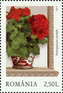 Colnect-5644-487-Red-zonal-pelargoniums-Pelargonium-zonale.jpg