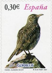 Colnect-577-860-Dupont-s-Lark-Chersophilus-duponti.jpg