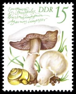 Colnect-1981-043-Agaricus-campestris.jpg