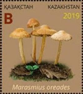 Colnect-6282-268-Marasmius-oreades.jpg