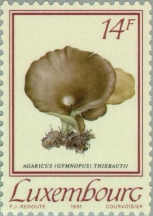 Colnect-134-799-Agaricus-thiebautii.jpg