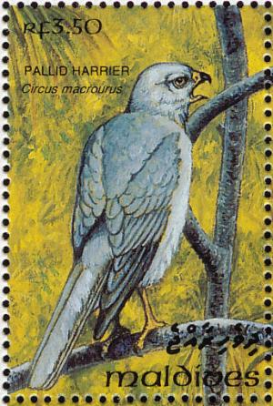 Colnect-1428-085-Pallid-Harrier-Circus-macrourus.jpg