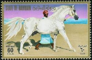 Colnect-1462-456-Bedouin-leading-an-Arabian-Horse-Equus-ferus-caballus.jpg