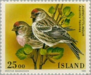 Colnect-165-355-Common-Redpoll-Carduelis-flammea-ssp-islandica.jpg