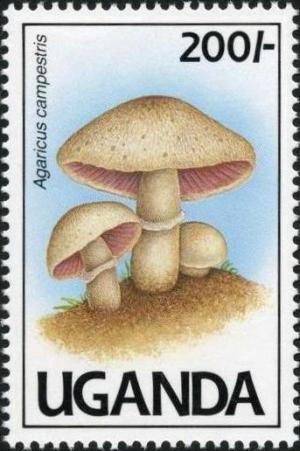 Colnect-1712-427-Agaricus-campestris.jpg