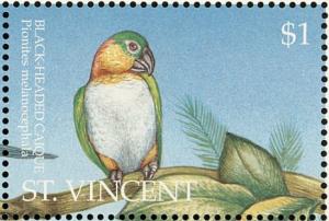 Colnect-1755-593-Black-headed-Parrot-Pionites-melanocephala%C2%A0.jpg