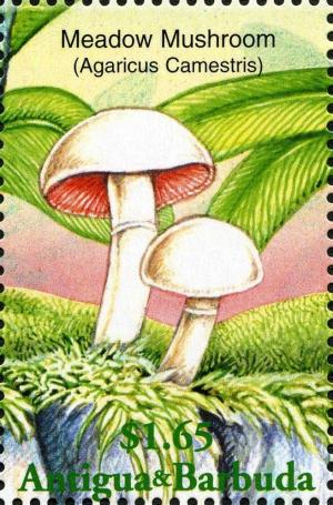 Colnect-2031-902-Agaricus-campestris.jpg