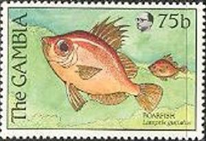 Colnect-2338-554-Boarfish-Capros-aper.jpg