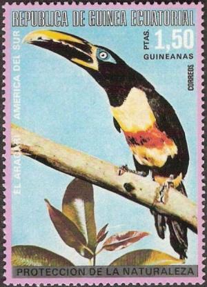 Colnect-2535-336-Black-necked-Aracari-Pteroglossus-aracari.jpg