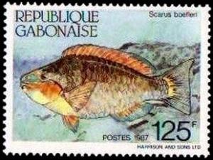 Colnect-2783-327-Guinean-Parrotfish-Scarus-hoefleri.jpg