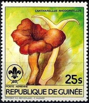 Colnect-2906-140-Cantharellus-rhodophyllus.jpg