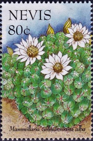 Colnect-4393-238-Mammillaria-zeilmanniana-alba.jpg