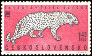 Colnect-441-146-Leopard-Panthera-pardus.jpg