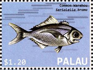 Colnect-4910-046-Common-Warehou-Seriolella-brama.jpg