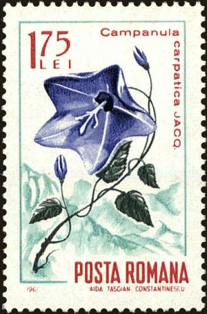 Colnect-5051-148-Carpathian-Harebell-Campanula-carpatica.jpg