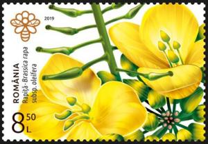 Colnect-5883-891-Field-Mustard-Brassica-rapa-oleifera.jpg