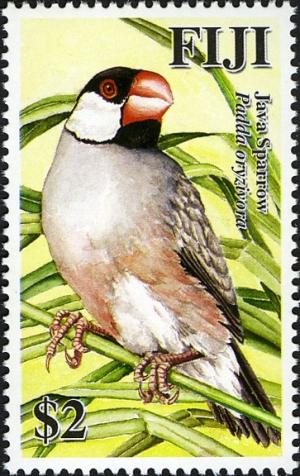 Colnect-746-674-Java-Sparrow-Padda-oryzivora.jpg