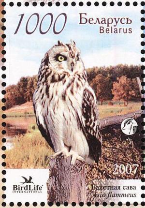 Colnect-857-426-Short-eared-Owl-Asio-flammeus.jpg