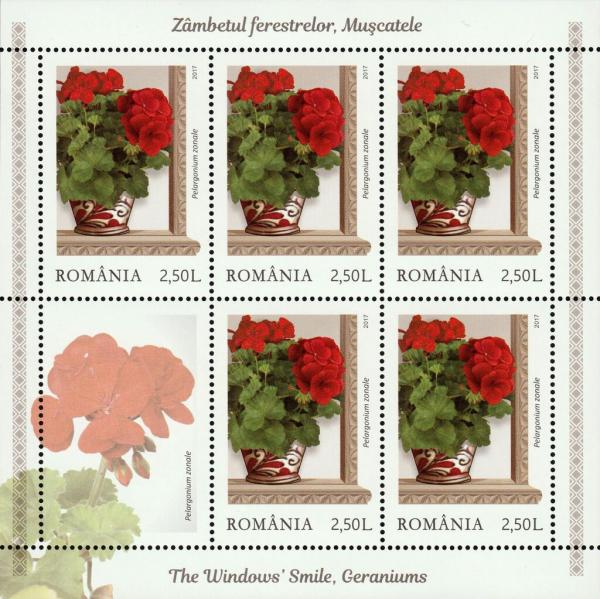 Colnect-5644-488-Red-zonal-pelargoniums-Pelargonium-zonale.jpg