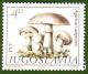 Colnect-1432-493-Agaricus-campestris.jpg