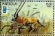 Colnect-2220-187-Leopard-Panthera-pardus-attacks-Gemsbok-Oryx-gazella.jpg