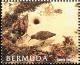 Colnect-2882-898-Ruddy-Turnstone-Arenaria-interpres---Sandy-Beach.jpg