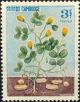 Colnect-3042-891-Arachis-hypogaea.jpg