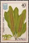 Colnect-3979-209-Asplenium-nidus.jpg