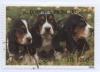 Colnect-938-300-Basset-Bleu-de-Gascogne-Canis-lupus-familiaris.jpg