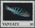 Colnect-1232-169-Sixbar-Wrasse-Thalassoma-hardwicki.jpg