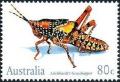 Colnect-1952-557-Leichhardt-s-Grasshopper-Petasida-ephippigera.jpg