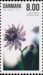 Colnect-959-723-Astrantia-major.jpg