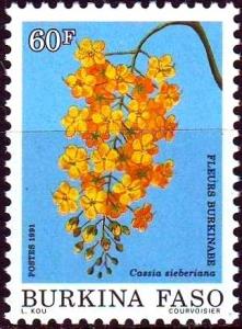 Colnect-2631-876-Cassia-sieberiana.jpg