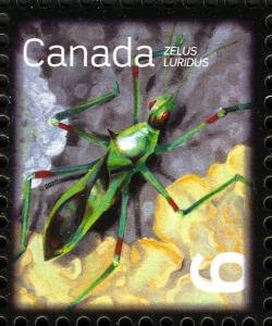 Colnect-768-328-Pale-Green-Assasin-Bug-Zelus-luridus-.jpg