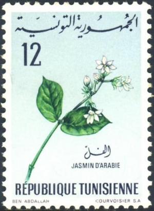 Colnect-1133-246-Jasmine-of-Arabia.jpg