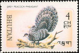 Colnect-1412-495-Grey-Peacock-Pheasant-Polyplectron-bicalcaratum.jpg