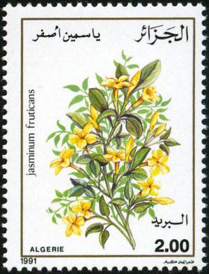 Colnect-2103-707-Jasminum-frutican.jpg