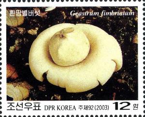 Colnect-2413-997-Geastrum-fimbriatum.jpg