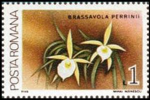 Colnect-3197-902-Brassavola-perrinii.jpg